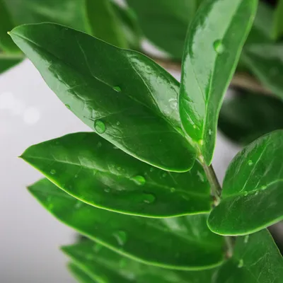 Image de Green boutiQ - Plante d'intérieur - Zamioculcas - Zamioculcas Zamiifolia - Vert - Peu d'entretien - 1 plante - avec pot blanc - Pot 21 cm - Hauteur 80 - 90 cm