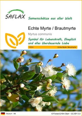 Produktbild von SAFLAX - Echte Myrte / Brautmyrte - Myrtus communis - 30 Samen