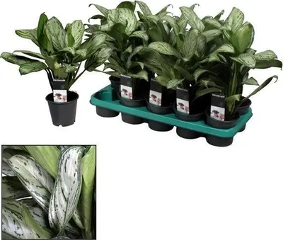 Produktbild von Aglaonema 'Maria Christina' (Decorum) Kolbenfaden Zimmerpflanze Ø17cm Höhe 50cm