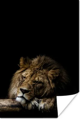 Produktbild von MuchoWow® Poster Rüssel - Löwe - Wild 60x90 cm - Wanddekoration
