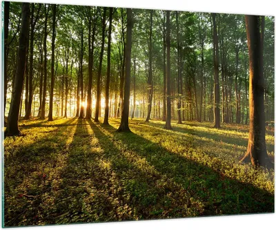 Produktbild von Bilder auf glas - Wald grün Sonnenstrahlen Natur - 100x70cm - Glasbilder - Wandbilder - Kunstdruck - zum Aufhängen bereit - Wanddekoration aus Glas - Glas Bilder - Wandbild auf Glas - GAA100x70-2510