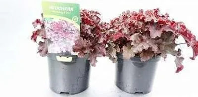 Immagine prodotto di 6 x Heuchera amer. 'Melting Fire' - Campanula viola - vaso 9 x 9 cm