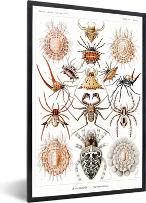 Produktbild von MuchoWow® Gerahmtes Poster Retro - Spinne - Ernst Haeckel - Spinnen 40x60 cm - Poster mit Schwarzem Bilderrahmen Wandposter Rahmen Foto Bilder - Papierdruck - Wandbilder