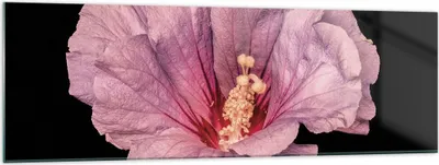 Produktbild von Bilder auf glas - Einteilig - Hibiskus Blume Rosa - 160x50cm - Glasbilder - Wandbilder - Bilder - zum Aufhängen bereit - Wanddekoration aus Glas - Glas Bilder - Wandbild auf Glas - GAB160x50-4481