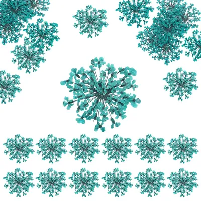 Trockenblumen, 12 Stück, 2 cm, Vergissmeinnicht, blau