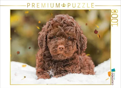 Produktbild von CALVENDO Puzzle Süßer als Schokolade | 1000 Teile Lege-Größe 64x48cm Foto-Puzzle für glückliche Stunden