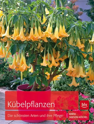 Produktbild von Kübelpflanzen