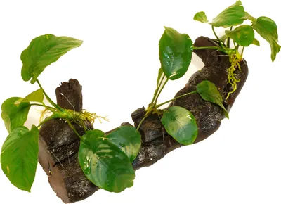 Produktbild von Anubias Barteri Auf Ca. 30Cm Wurzel Für Barsche