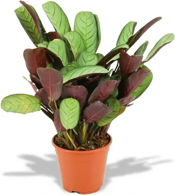 Immagine prodotto di Ctenanthe Amagris in vaso Ø 14 cm, altezza 35-40 cm; pianta della preghiera con foglie grigio-verdi