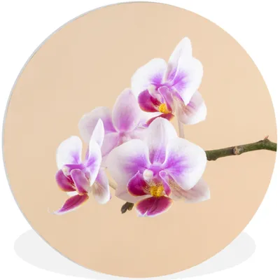 Produktbild von MuchoWow® Rundes Wandbild - Runde Bilder Weiße und rosa Orchidee Ø 60 cm Kreis Wanddekoration Kunststoff - Wandkreis - Wandschmuck - Wand Kreis - Das Schlafzimmer - Die Bilder - Wandmalerei - Kunst für das Haus - das Plastik