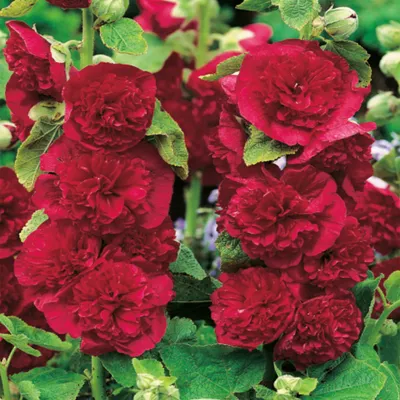 Immagine prodotto di Alcea Malva Rossa Red 1 pz Malva piantine piantina Varietà resistente