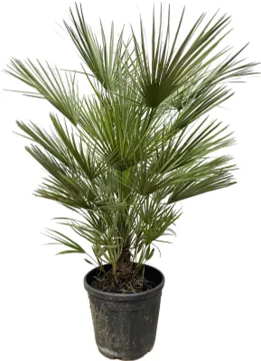Image de Palmier nain - Chamaerops humilis - pot de 30cm - hauteur 150cm