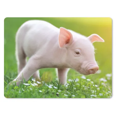 Produktbild von MuchoWow® Mauspad Mousepad Tiere - Ferkel - Schwein 23x19 cm - Mousepads - Maus Mat - Pad - Mausunterlage - Schreibtischunterlage - Mauspad