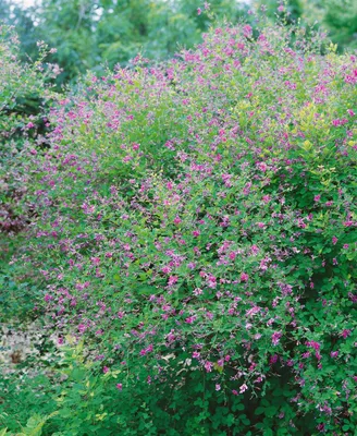 Produktbild von Lespedeza bicolor 'Yakushima', zweifarbig, 30–40 cm