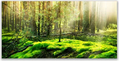 Immagine prodotto di Quadri su tela Tulup, dimensioni 120x60 cm, stampa artistica su tela, foresta di muschio, natura