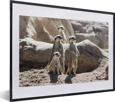 Produktbild von MuchoWow® MuchoWow® Gerahmtes Poster Familie - Erdmännchen - Tiere 40x30 cm - Poster mit zchwarzem Bilderrahmen - Bilderrahmen - Poster im Rahmen