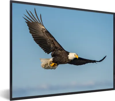 Produktbild von MuchoWow® Gerahmtes Poster Vogel - Adler - Raubvögel 40x30 cm - Poster mit Schwarzem Bilderrahmen Wandposter Rahmen Foto Bilder - Kunstposter - Wanddekorationen
