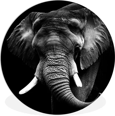 Produktbild von MuchoWow® Rundes Wandbild - Runde Bilder Elefant - Zähne - Schwarz - Weiß Ø 30 cm Kreis Wanddekoration Kunststoff - Wandkreis - Wandschmuck - Schlafzimmer - Bilder - Der Kreis - Kunst für die Wohnung - Plastik - Kunstdruck - Wandbild