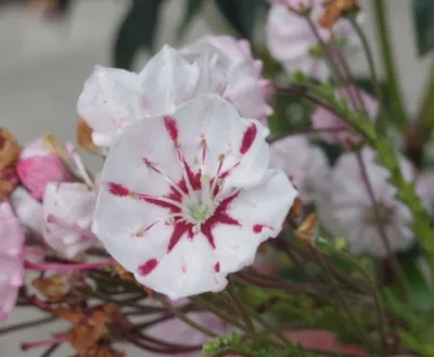 Produktbild von Berglorbeer - Lorbeerrose Peppermint - Kalmia latifolia Peppermint - 30-40cm