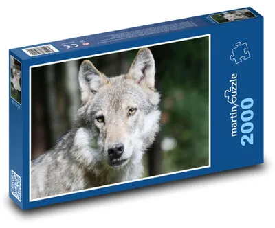 Obrázok produktu pre Puzzle 2000 Tajuplný pohľad vlka v lese - martinpuzzle