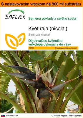 Obrázok produktu pre SAFLAX Garden in the bag - kvet raja (nicolai) - Strelitzia nicolai - 5 Semená - S pestovateľským substrátom v praktickom samostaviteľnom vrecku