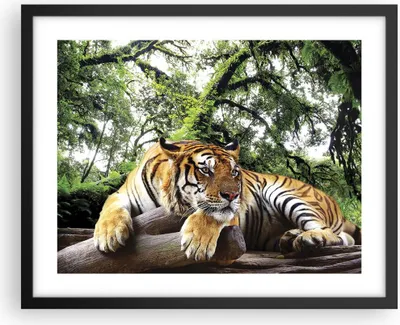 Produktbild von Gerahmtes Poster - Schwarzer Rahmen - Tiger Dschungel Ruhe - 50x40 cm - Wand Bild - Wanddeko - Wandbilder - Kunstposter - Wandposter - Bilderrahmen - Bilder - Kunstdruck - Wandbild - P2BAA50x40-4166