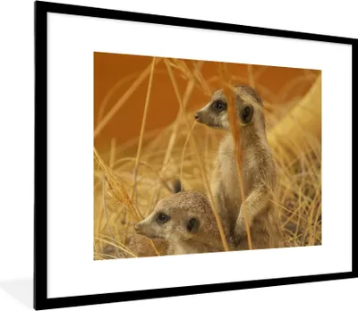 Produktbild von MuchoWow® Gerahmtes Poster Gras - Erdmännchen - Tiere 80x60 cm - Poster mit Schwarzem Bilderrahmen Wandposter Rahmen Foto Bilder - Schlafzimmer-Dekorationen - Fotoposter