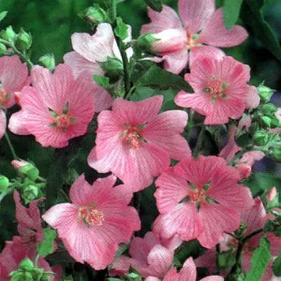 Obrázek produktu pro 6 x Sléz keřový - Lavatera 'Rosea' - květináč 9 cm x 9 cm