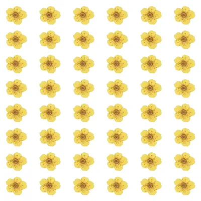 Getrocknete gepresste Blüten, 100 Stk., 6–8 mm, bunte Narzissen