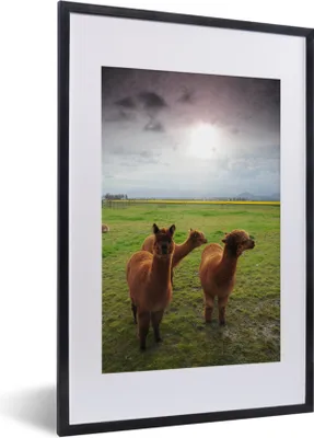 Produktbild von MuchoWow® MuchoWow® Gerahmtes Poster Alpakas - Braun - Berg 40x60 cm - Poster mit zchwarzem Bilderrahmen - Poster in Rahmen