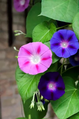 Produktbild von 100 Samen Prunkwinde (Ipomoea purpurea) – Trichterwinde | Schnell wachsende Kletterpflanze für Garten & Balkon