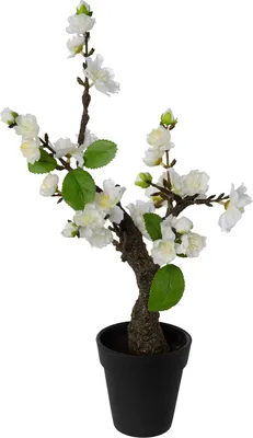 Produktbild von Kirschblütenbonsai i.T. weiß