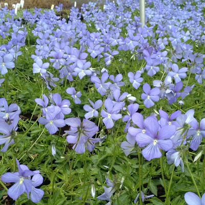 Produktbild von 6 x Horn Veilchen - Viola 'Boughton Blue' | Topf 9cm x 9cm