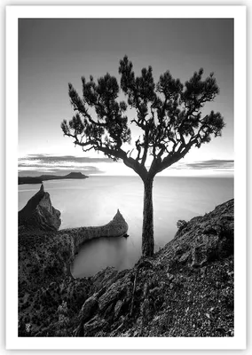 Produktbild von Poster - Poster ohne Rahmen - Baum Schwarzweiß Ansicht - 70x100 cm - Wand Bild - Wanddeko - Wandbilder - Kunstposter - Wandposter - Bilder - Kunstdruck - Wanddekoration - Wandbild - P2XPA70x100-4297