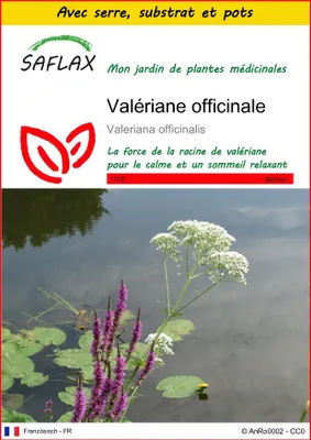 Image de SAFLAX Ensemble de culture - Valériane officinale - 200 graines - Valeriana
