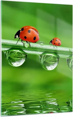 Produktbild von Bilder auf glas - Einteilig - Marienkäfer Wasser Grün Umwelt - 50x70cm - Glasbilder - Wandbilder - Bilder - Wanddekoration aus Glas - Glas Bilder - Wandbild auf Glas - GPA50x70-2661