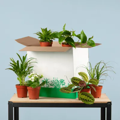 Produktbild von Green Misfitbox: Zimmerpflanzen 6er Set