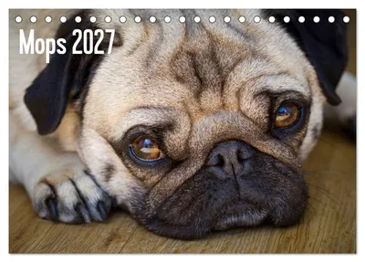 Produktbild von Mops 2027 (Tischkalender 2027 DIN A5 quer), CALVENDO Monatskalender
