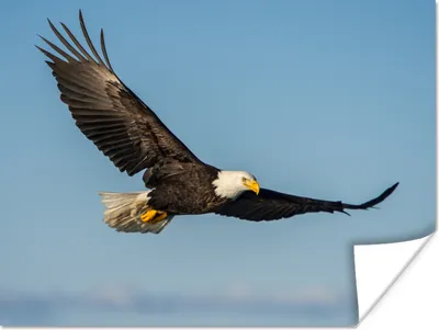 Produktbild von MuchoWow® Poster Vogel - Adler - Raubvögel 160x120 cm - Foto Plakat