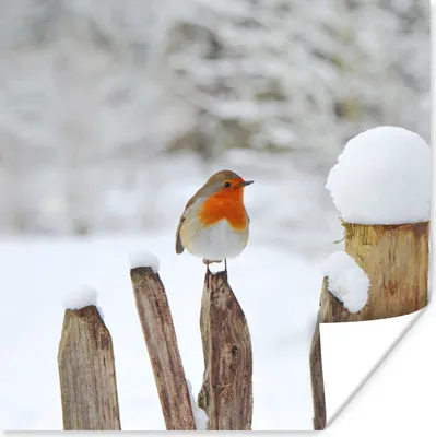 Produktbild von MuchoWow® Poster Vogel - Zaun - Schnee 30x30 cm - Wandposter - Printing