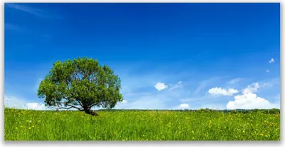 Produktbild von Tulup Leinwand-Bilder 120x60 Wandbild Canvas Kunstdruck Gras Baum Natur