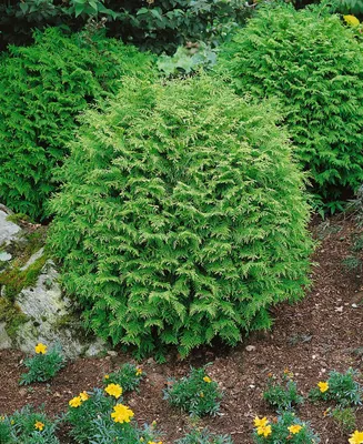 Produktbild von Chamaecyparis lawsoniana 'Globosa', Kugelzypresse, 25–30 cm
