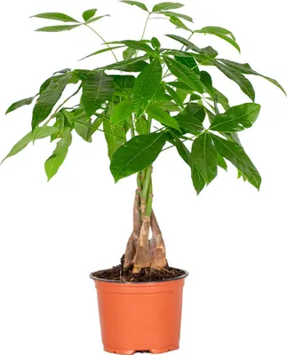 Produktbild von Bloomique - Pachira Aquatica - Glückskastanie - Zimmerpflanzen - Luftreinigend - Pflegeleicht - Höhe 25-35 cm - Topf 12 cm