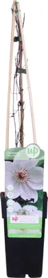 Produktbild von Waldrebe - Clematis Miss Bateman - Clematis Weiß - Ø15cm - ↕65cm