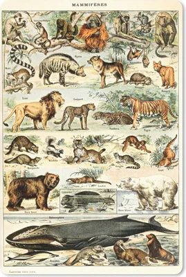 Produktbild von MuchoWow® Mauspad Mousepad Tiere - Vintage - Adolphe Millot - Tiger - Löwe 18x27 cm - Mousepads - Maus Mat - Pad - Mausunterlage