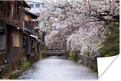 Produktbild von MuchoWow® Poster Kirschblüten über dem Shirakawa-Fluss bei Kyoto in Japan 90x60 cm - Schlafzimmer
