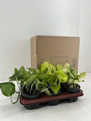 Produktbild von Efeutute Epipremnum Mix 6 Pflanzen Ø12cm Höhe 15cm pflegeleicht Zimmerpflanzen