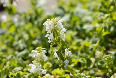 Produktbild von Lamium maculatum 'Album', Silberblatt-Taubnessel, weiß, ca. 9x9 cm Topf
