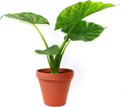 Obrázek produktu pro Gardners Alocasia Macrorrhiza, průměr 17 cm
