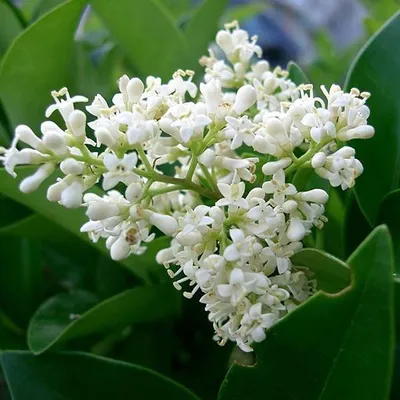 Obrázok produktu pre Japonský liguster – Ligustrum japonicum  | 60–80 cm v kontajneri